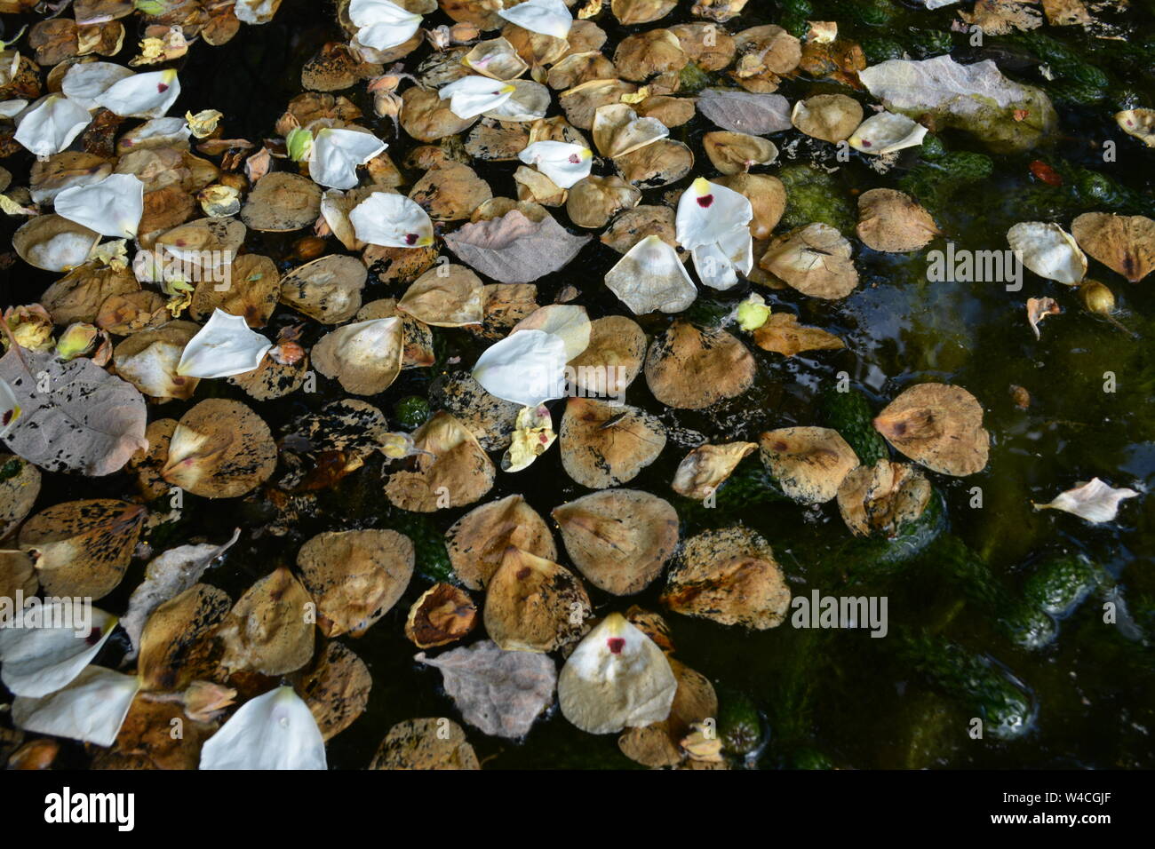 Close up of Rock Rose petals that have fallen off the tree into still water pond with some brown rotting leaves and some just fallen with some weed Stock Photo