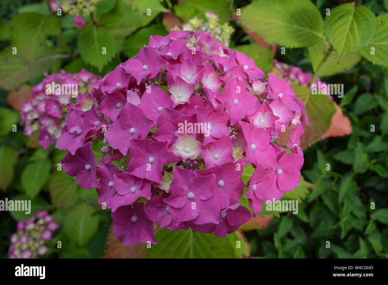 close up of healthy pink hydrangea with green pointed leaves in the background re gardening flowering plants shrubs Stock Photo