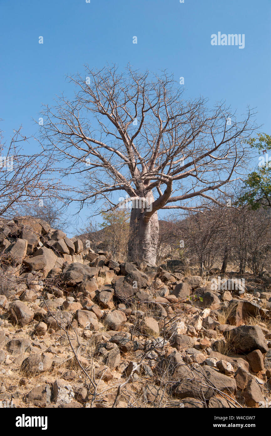 African Baobab Tree (Adansonia digitata). Photographed at the Kunene River (Cunene River), the border between Angola and Namibia, south-west Africa Stock Photo