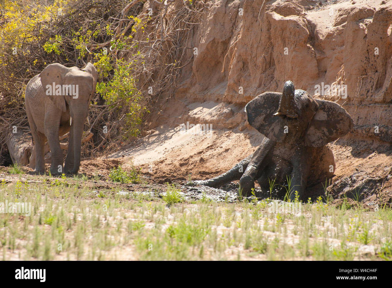 Desert-adapted elephants. These African elephants (Loxodonta africana) are adapted to living in desert areas of Namibia and Angola. Photographed in th Stock Photo