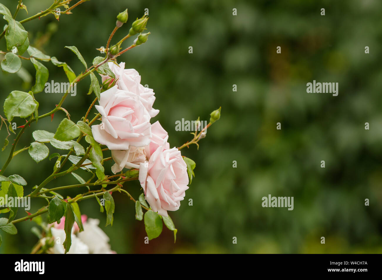 Detail of Roses at Wimbledon Championships 2019. Held at The All ...