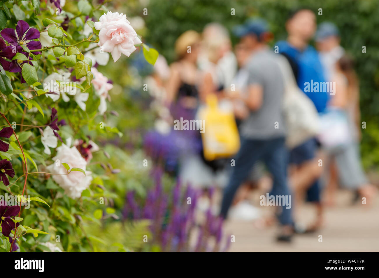 Flower detail of Roses with generic blurry people behind at Wimbledon ...