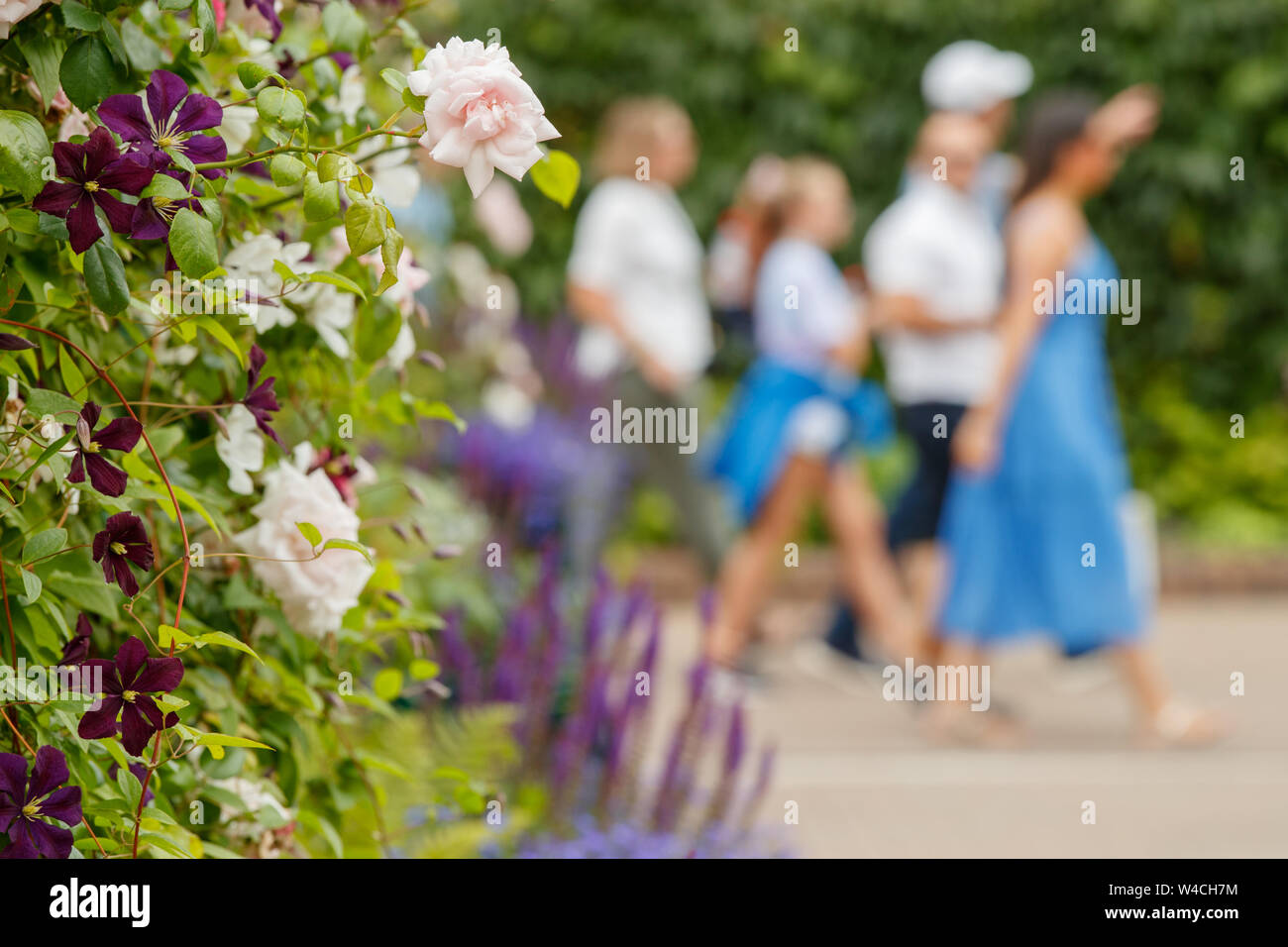 Flower detail of Roses with generic blurry people behind at Wimbledon Championships 2019. Held at The All England Lawn Tennis Club, Wimbledon. Stock Photo