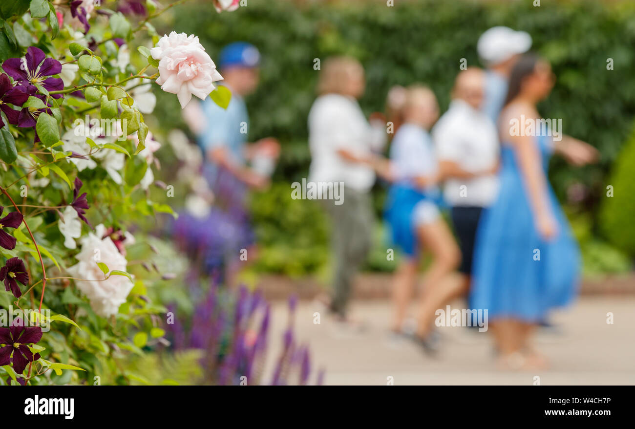 Flower detail of Roses with generic blurry people behind at Wimbledon ...