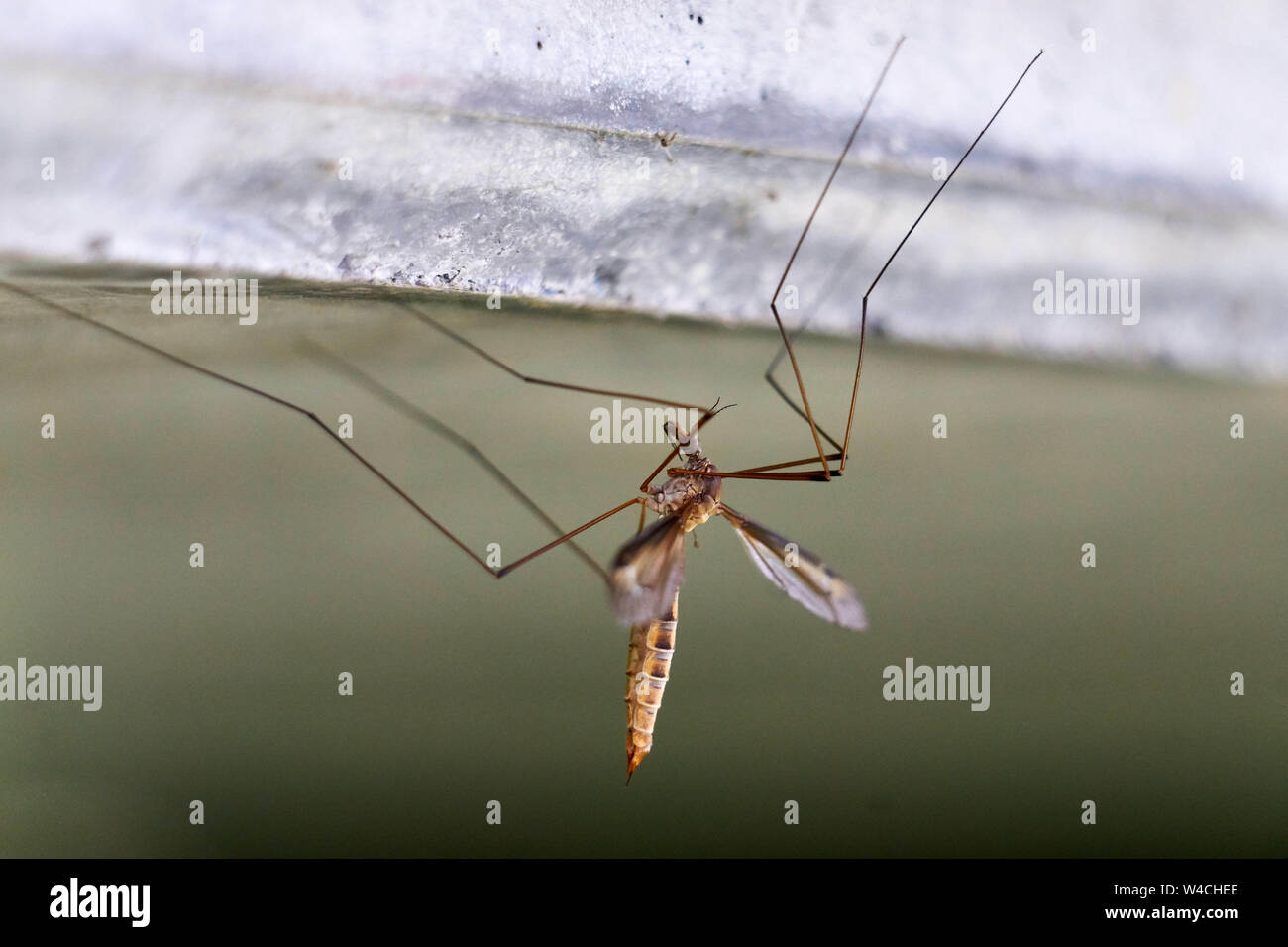 A crane fly (family Tipulidae, sometimes called a mosquito hawk) rests upside down on concrete in a macro photo. Stock Photo
