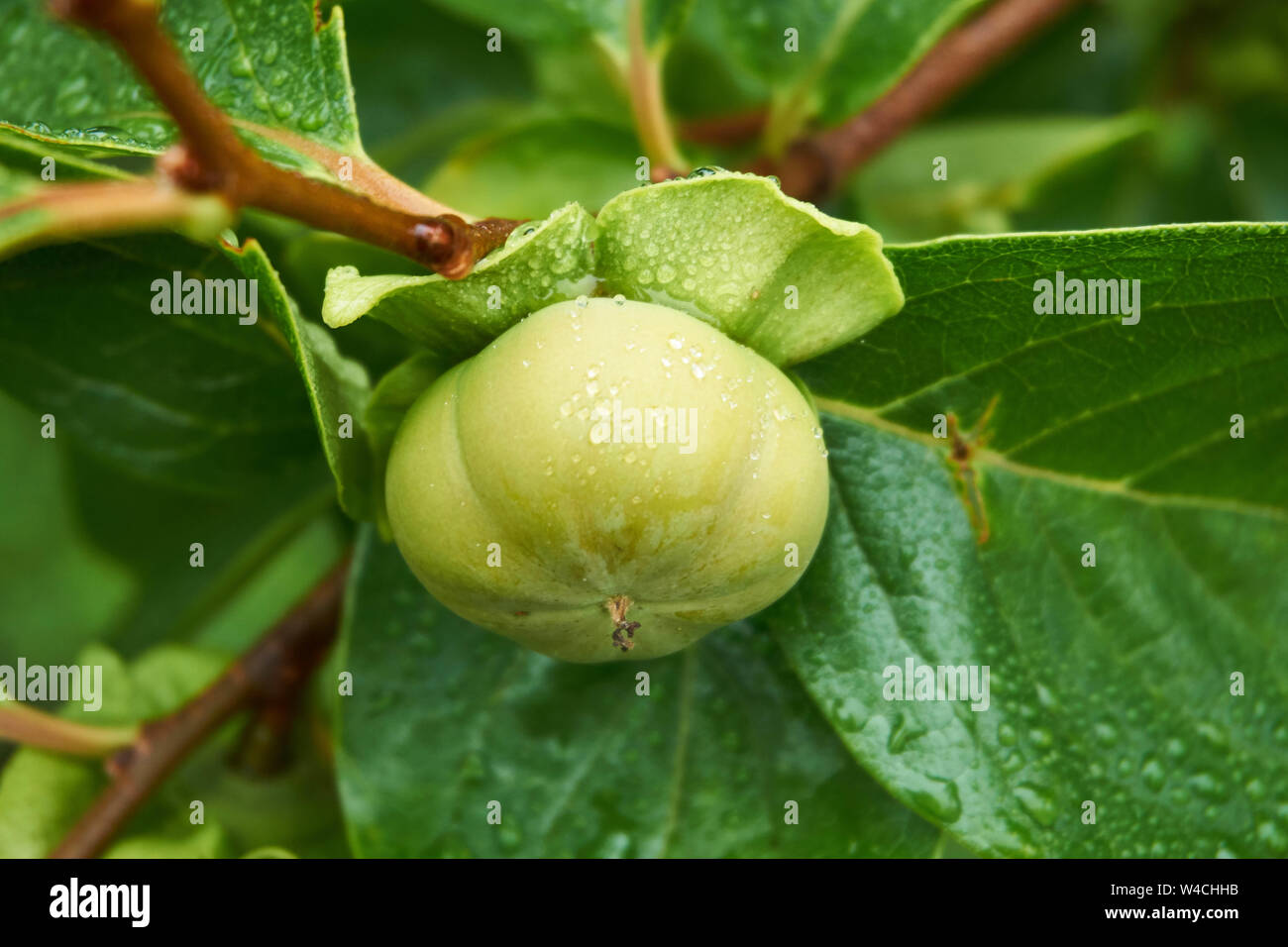 Bright green, unripe Japanese persimmon (Diospyros kaki) fruit hanging