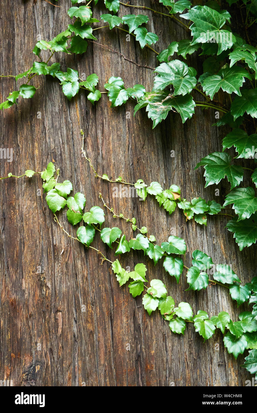 A green leafy vine grows around the brown trunk of a Japanese cedar (Cryptomeria japonica). Stock Photo