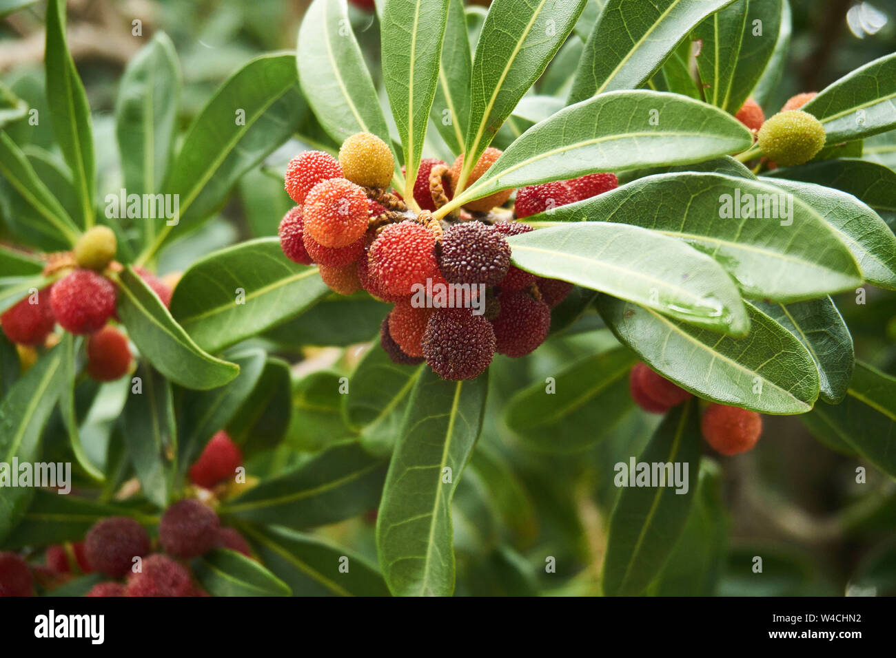 Myrica rubra fruit, also known as yangmei, yamamomo, Chinese bayberry, Japanese bayberry, red bayberry, yumberry, waxberry, ripen on a tree in Japan. Stock Photo