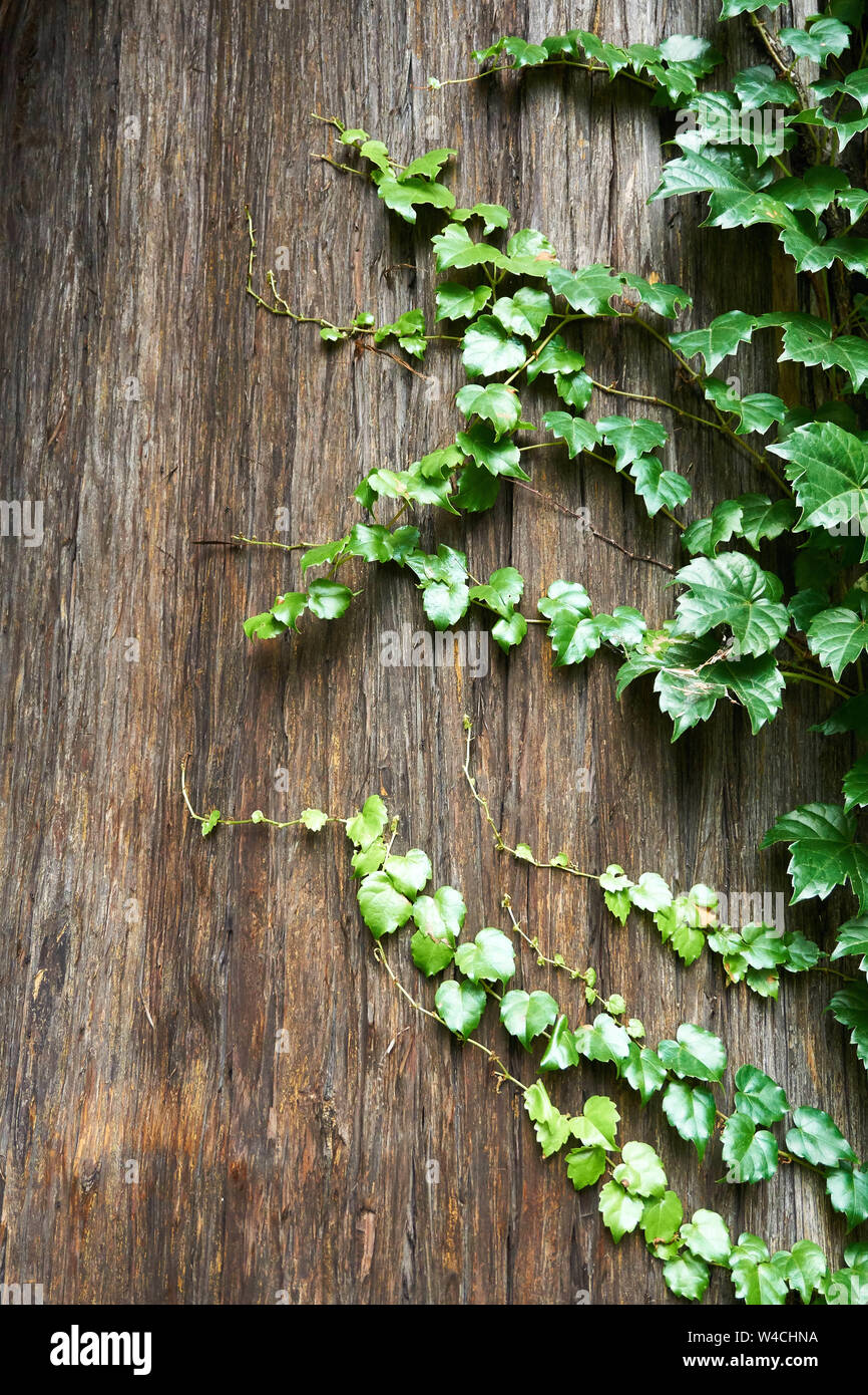 A green leafy vine grows around the brown trunk of a Japanese cedar (Cryptomeria japonica). Stock Photo