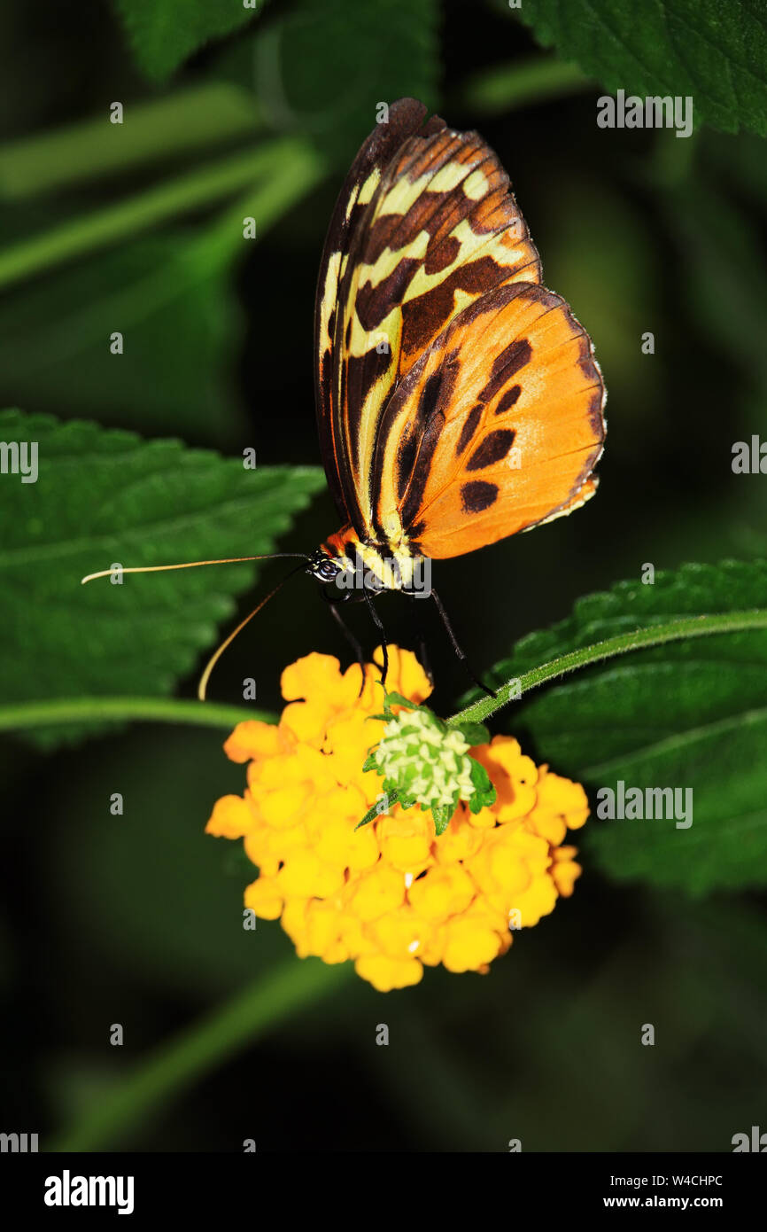 Butterfly on a flower, taken at Longleat Safari Park. UK Stock Photo