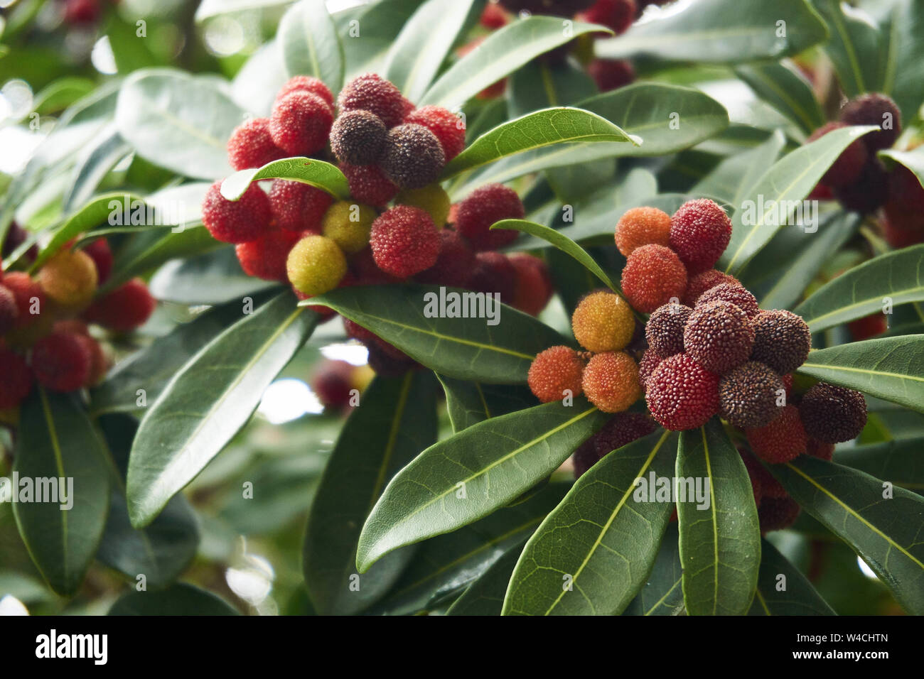 Red bayberry hi-res stock photography and images - Alamy