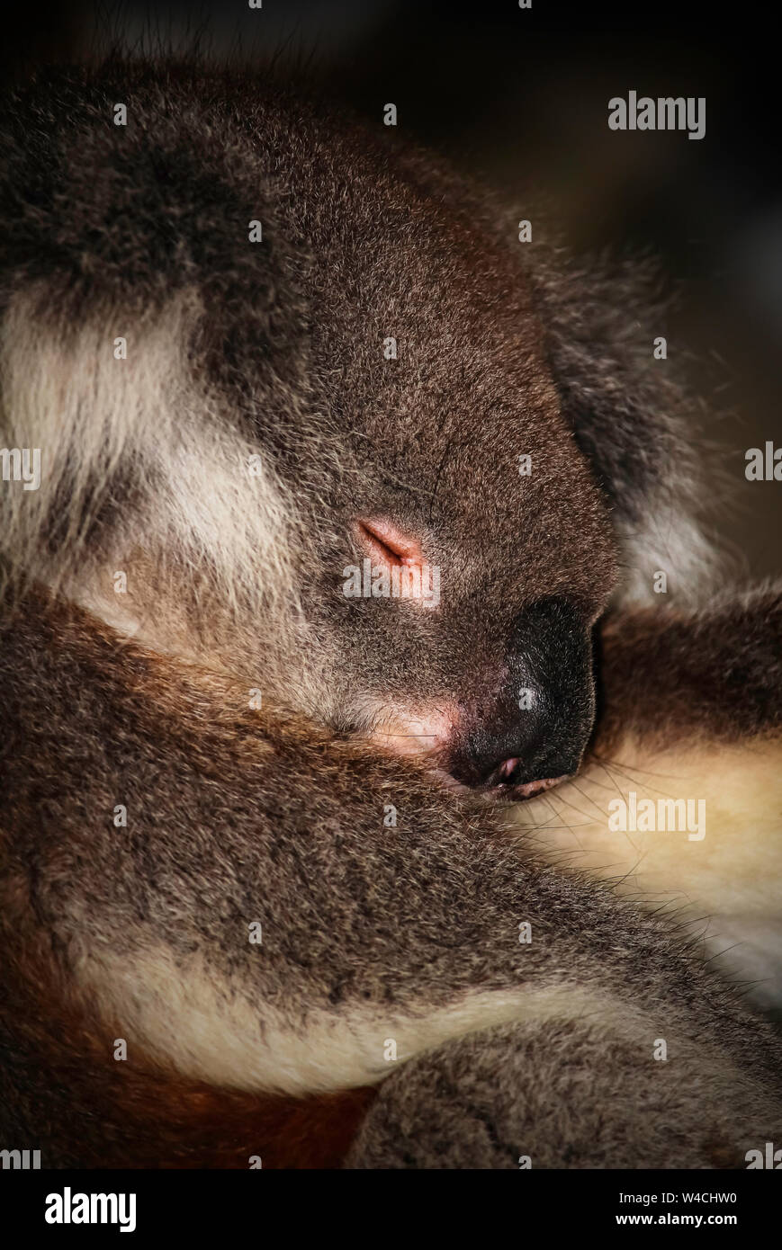 A sleeping Koala at Longleat Safari Park Stock Photo