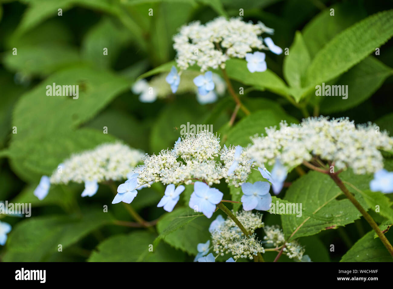 Page 2 Hydrangea Serrata High Resolution Stock Photography And Images Alamy