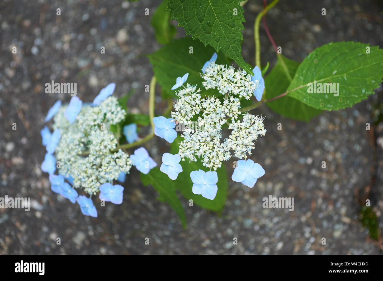 Les Pins Noirs Hydrangea Serrata Beni Yama Et H Involucrata