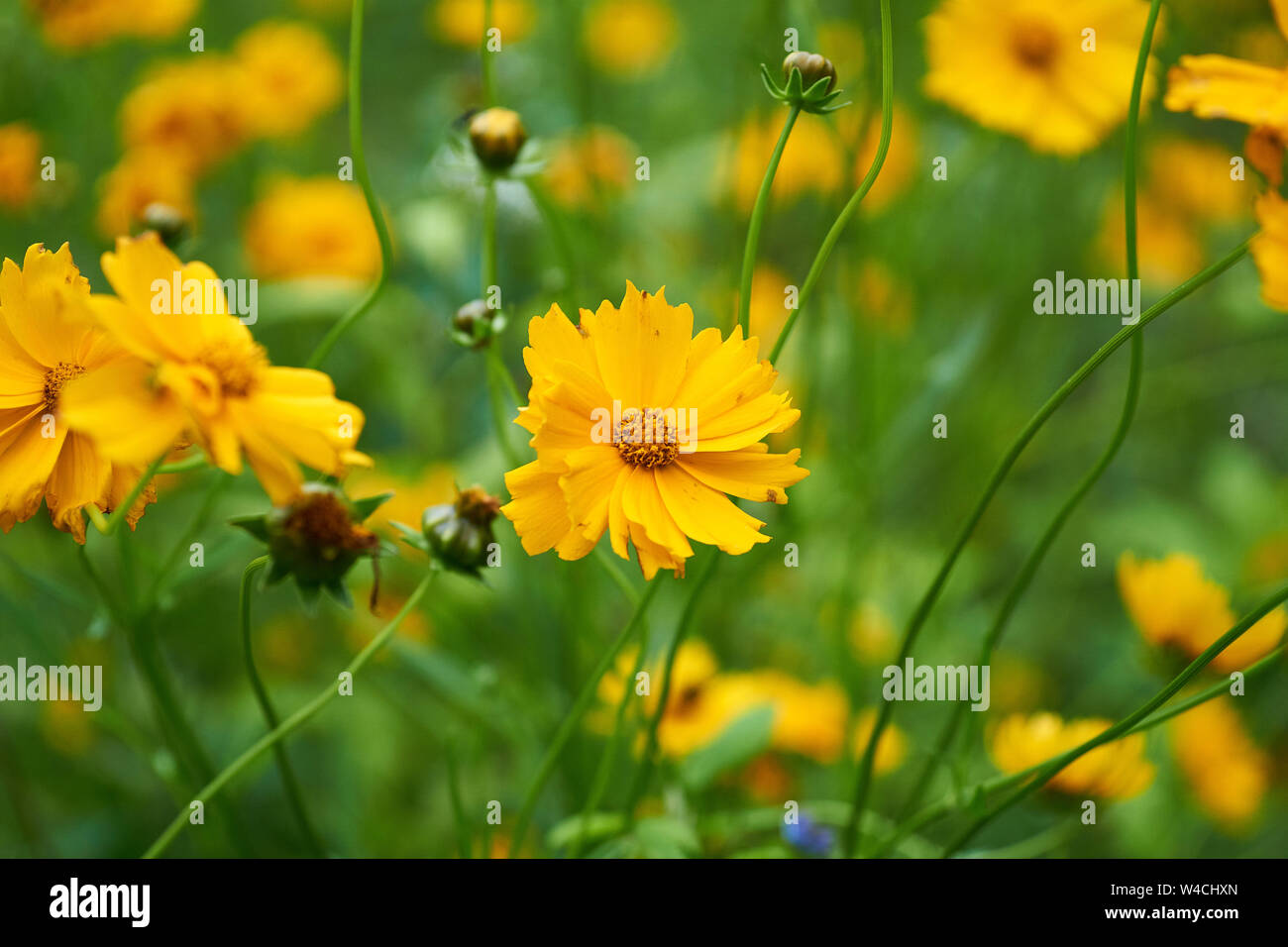 Many coreopsis lanceolata (tickseed, which look like yellow cosmos) flowers bloom in a flower patch on a summer day. Stock Photo