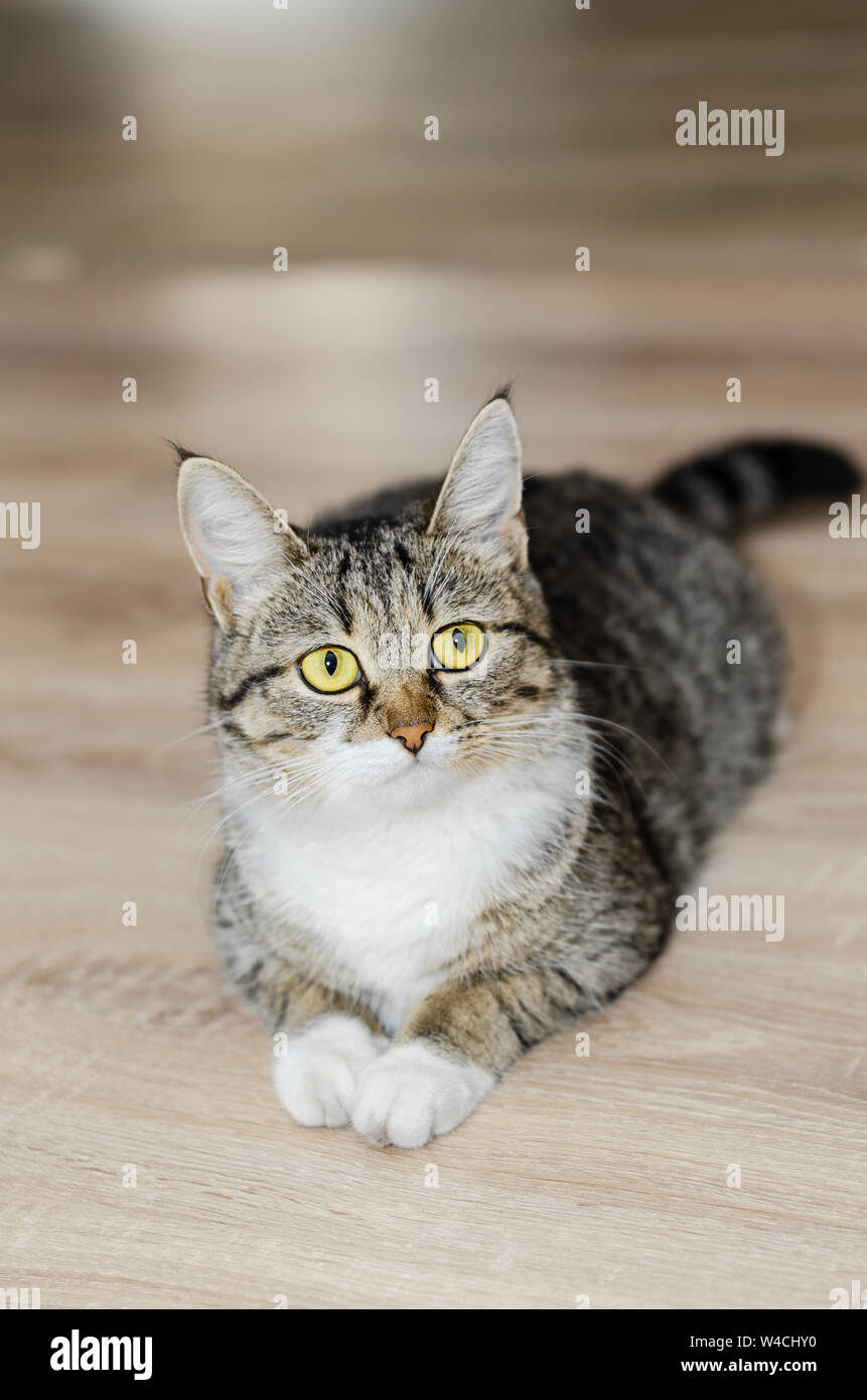 Grey cat with tufts on the ears, lying on the floor. Selective focus