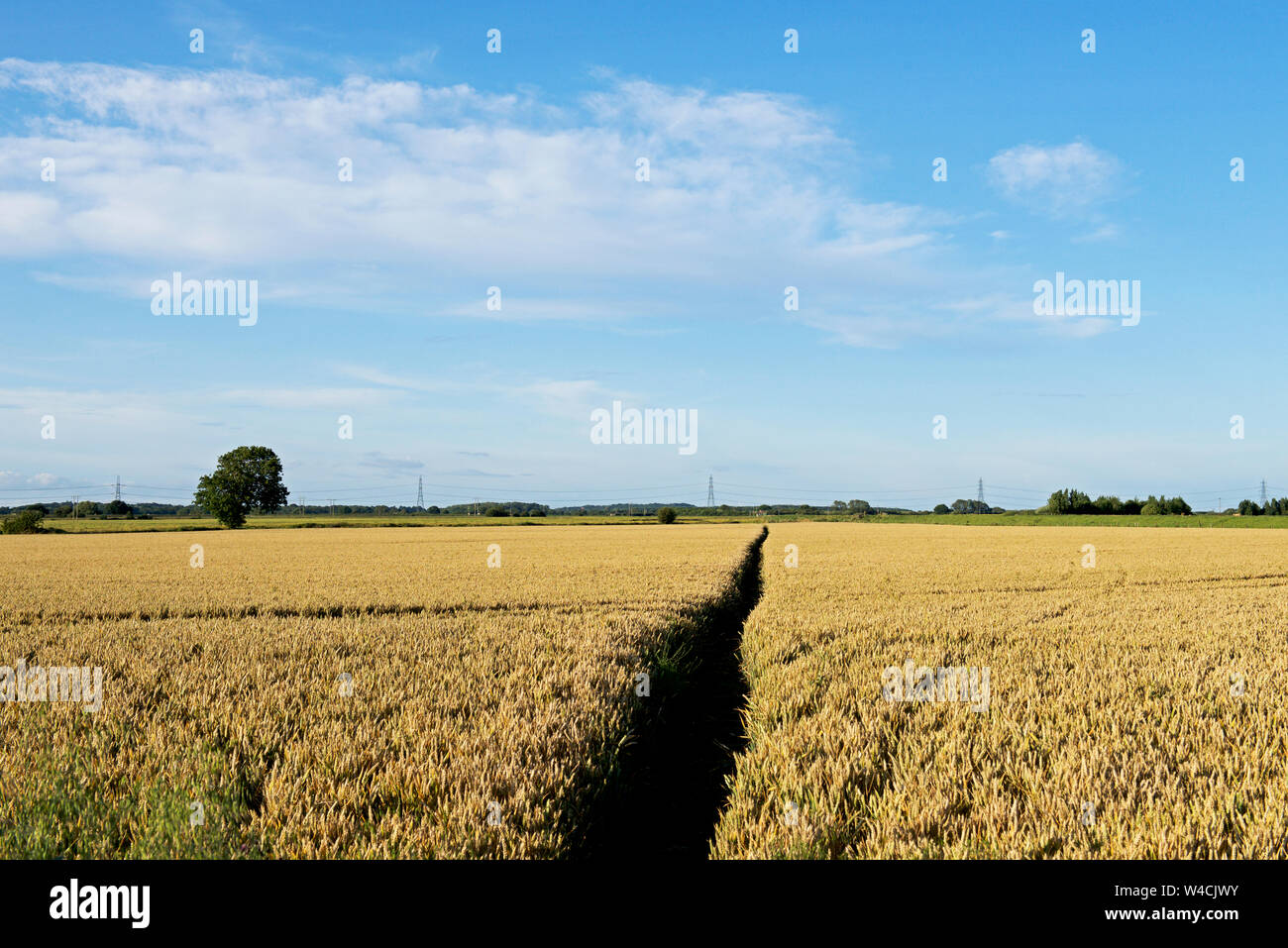 Path a right of way for walkers across wheatfield in East Yorkshire