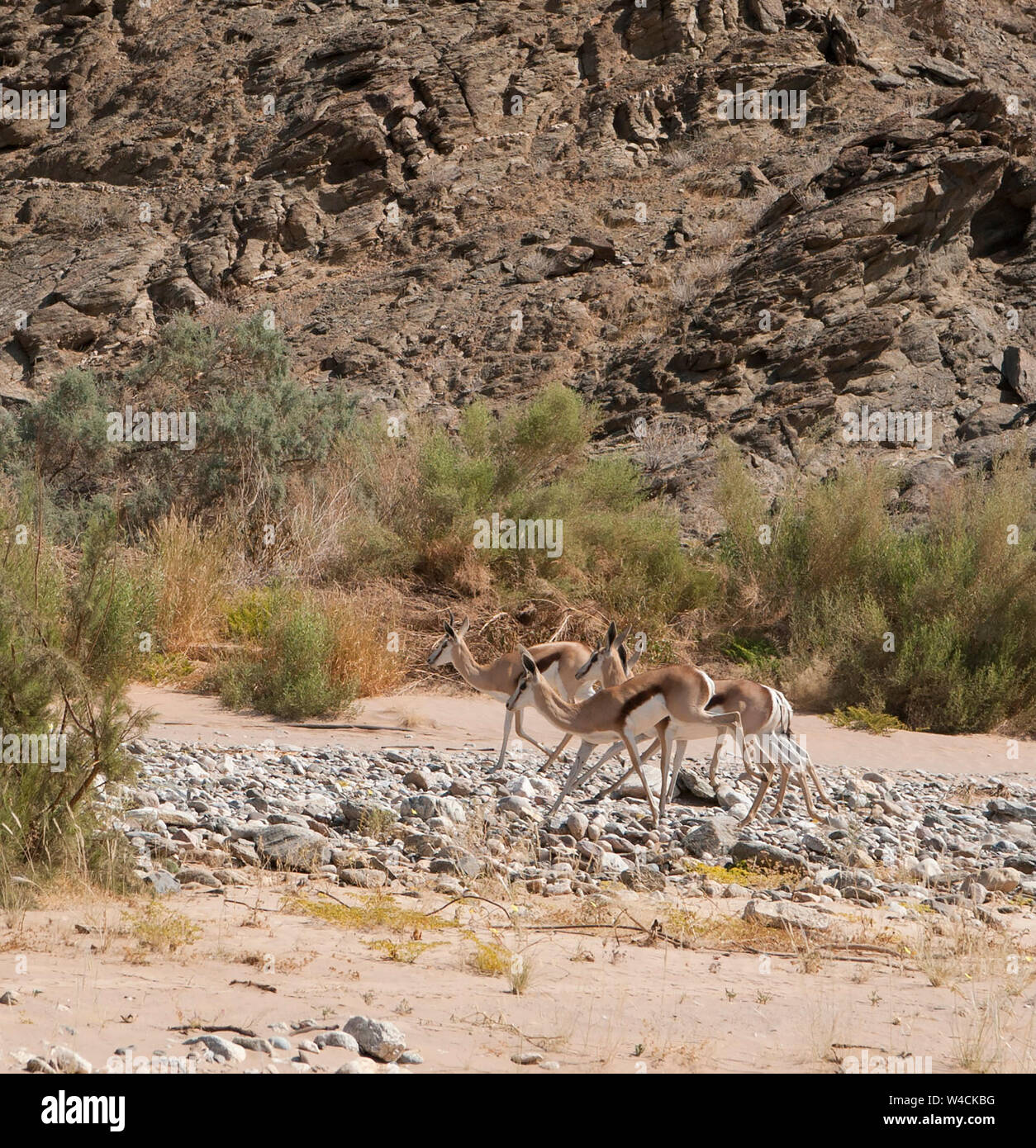 Springbok in water hi-res stock photography and images - Alamy