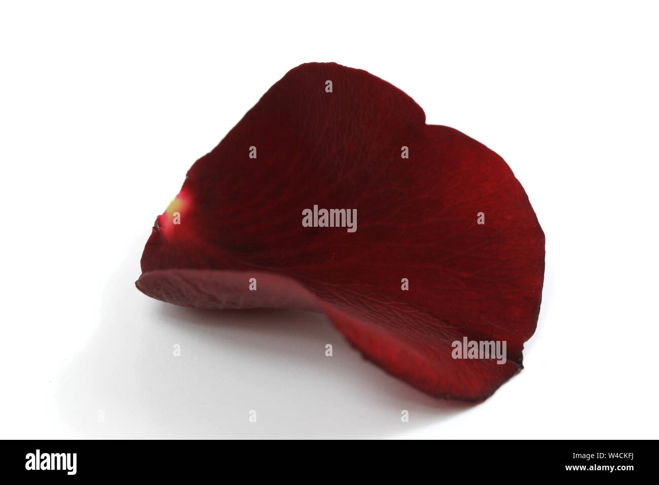 Red rose petal isolated Stock Photo - Alamy