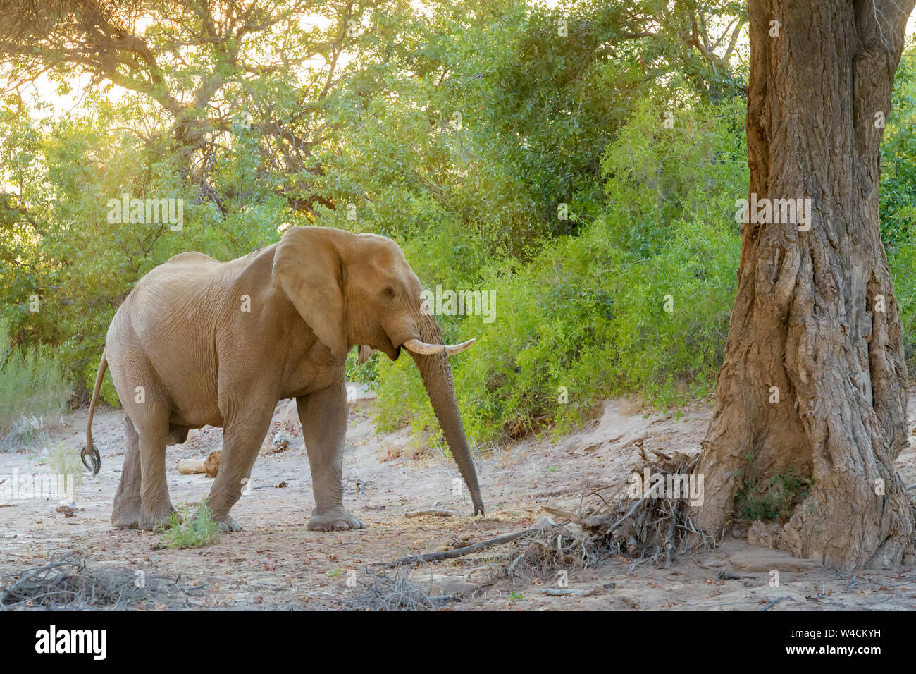 African Elephant (Loxodonta africana) bull, desert adapted elephant feeding on seedpods in riverbed of desert, Hoanib desert, Kaokoland, Namibia Stock Photo