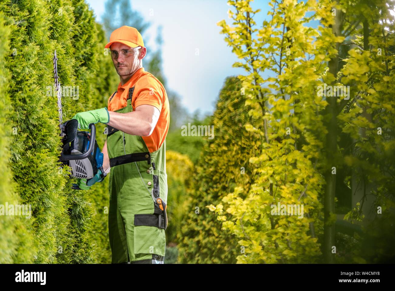 Gardener Green Wall Trimming Using Gasoline Hedge Trimmer. Professional Garden Care. Stock Photo