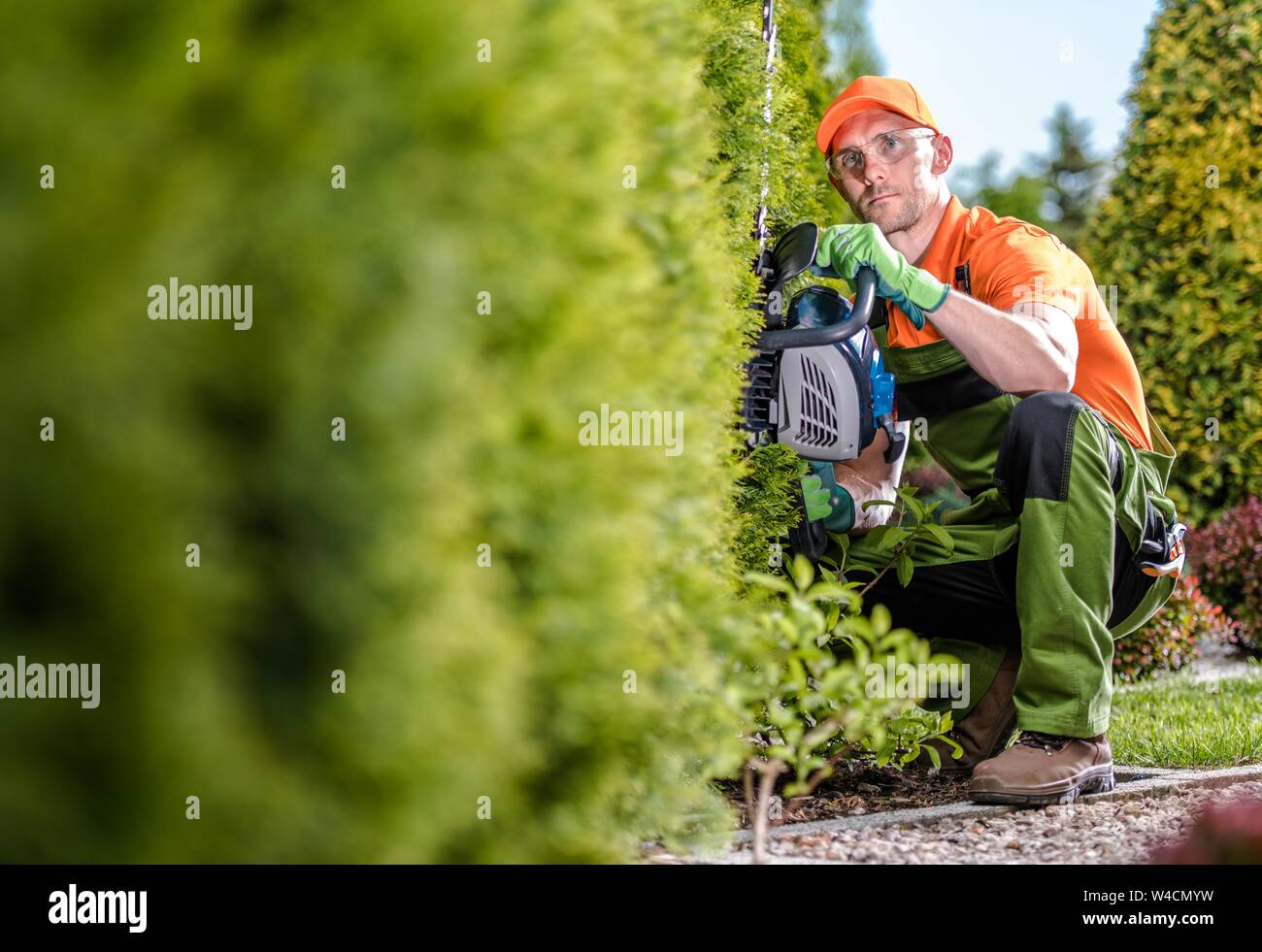 Caucasian Gardener with Gasoline Hedge Trimmer Shaping Wall of Thuja Trees. Hedge Trimmer Works. Stock Photo