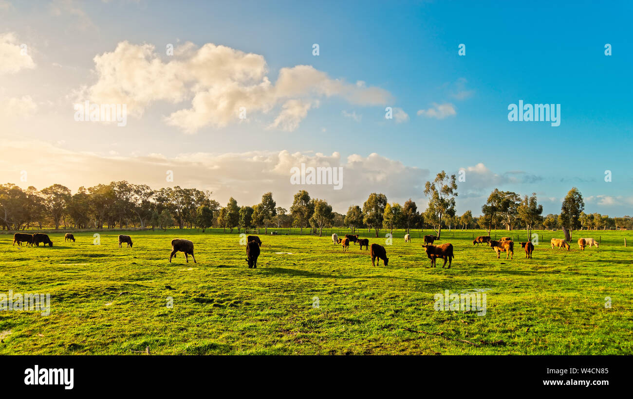 Cattle Feed Australia High Resolution Stock Photography and Images - Alamy