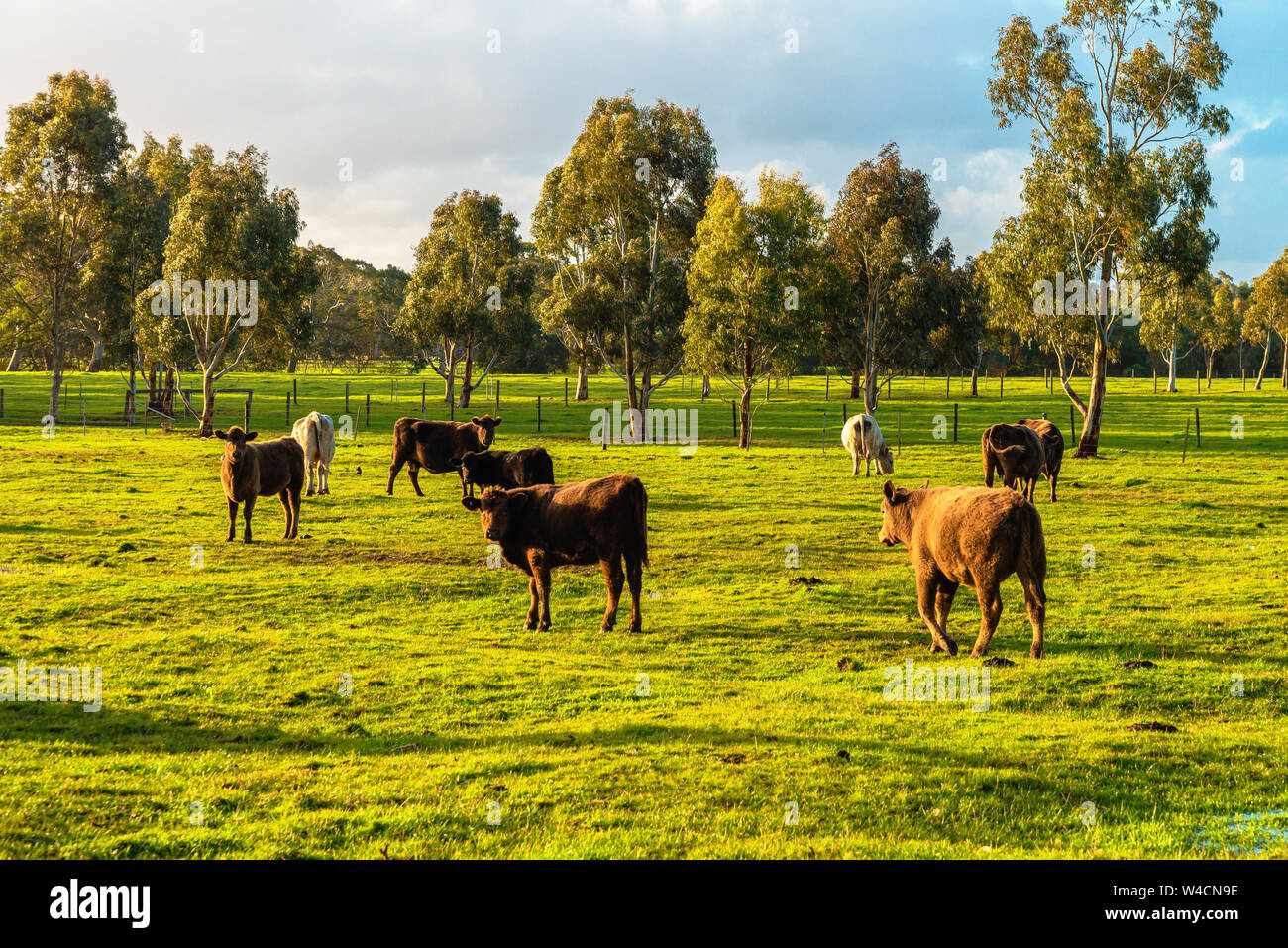 Cows grazing on a daily farm in rural South Australia during winter season Stock Photo