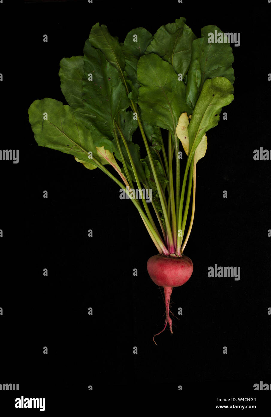 Beetroot With Leaves on Black Background Stock Photo