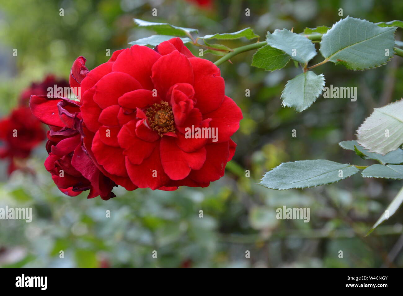 Images of a single rose hi-res stock photography and images - Alamy