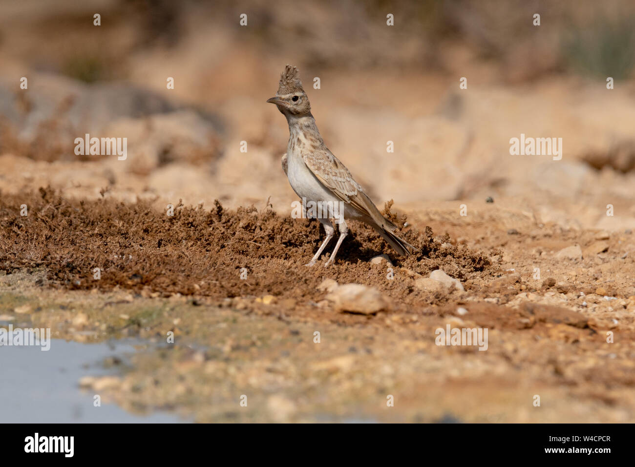 Crested Lark (Galerida cristata) near water,  Crested larks breed across most of temperate Eurasia from Portugal to north-east China and eastern India Stock Photo