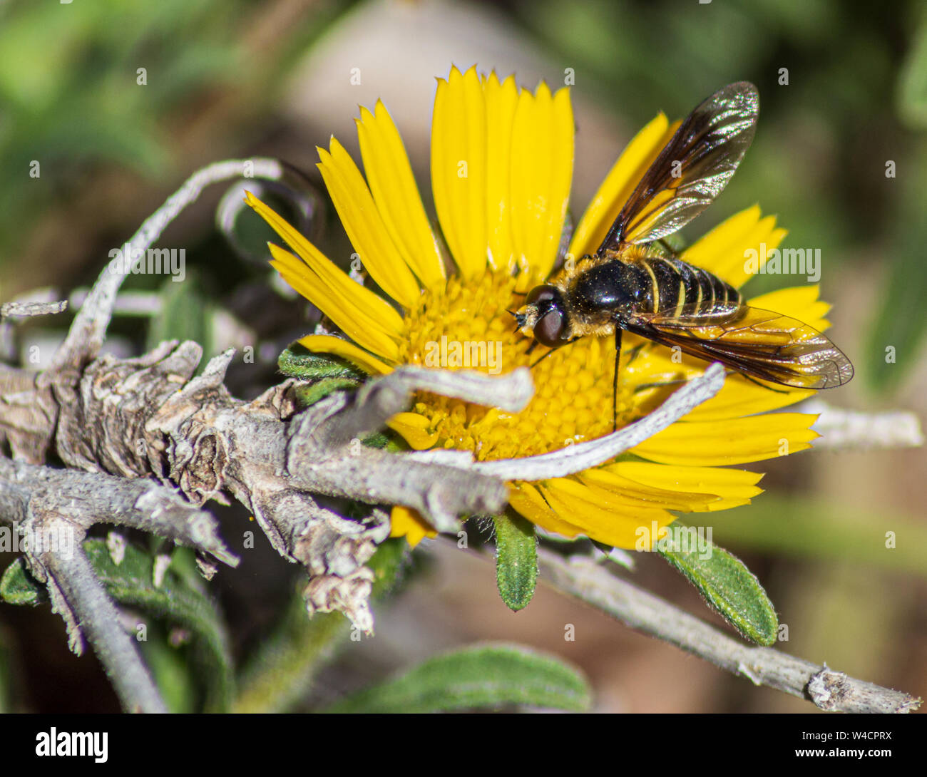 Belzebul hires stock photography and images Alamy