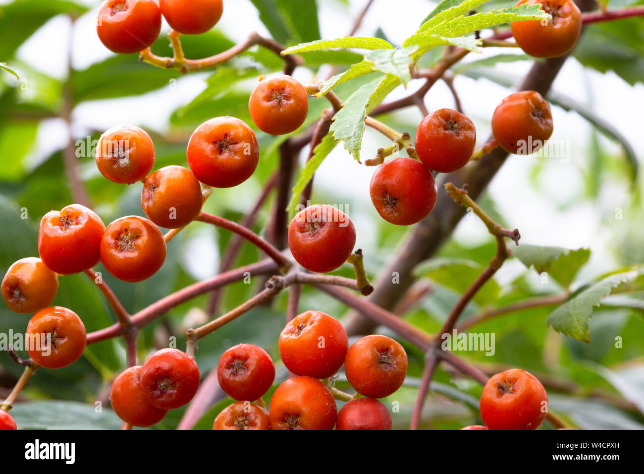 Rowan tree berries close-up Stock Photo