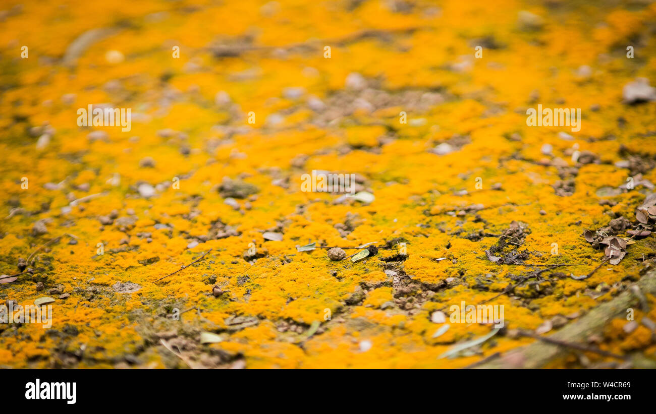 Moss texture. Moss background. Yellow moss on grunge texture