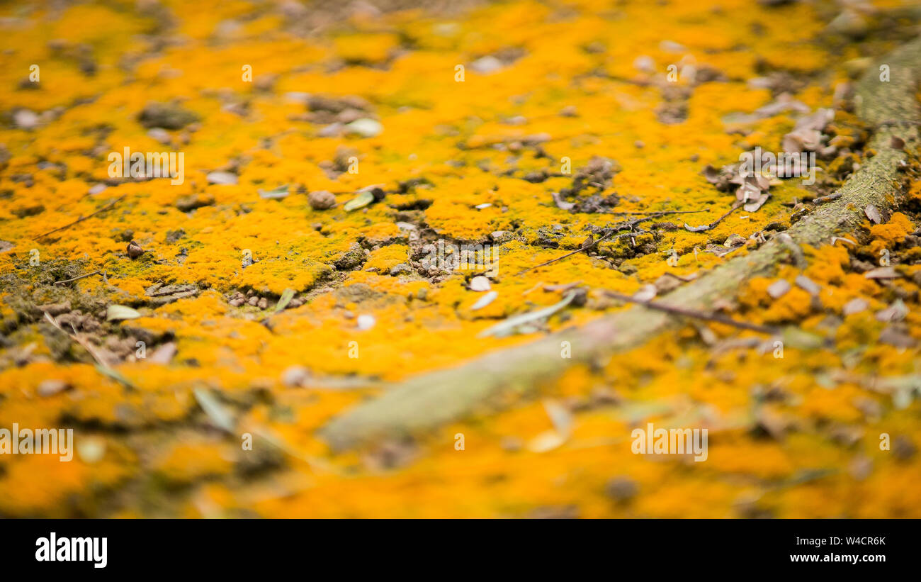 Moss texture. Moss background. Yellow moss on grunge texture