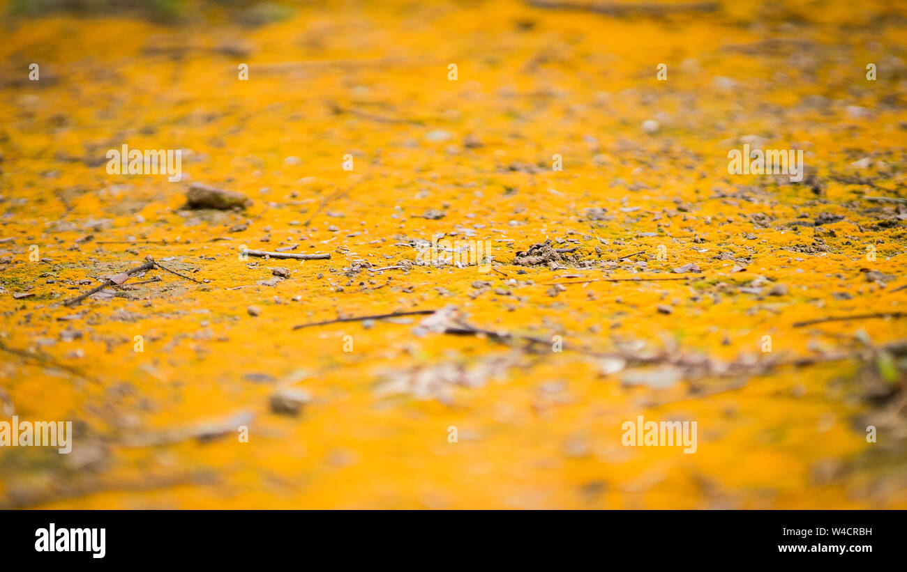 Moss texture. Moss background. Yellow moss on grunge texture