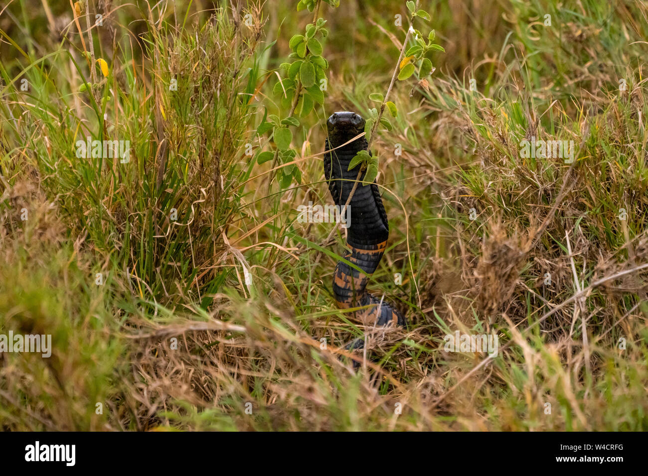 Forest cobra (Naja melanoleuca) also commonly called the black cobra and the black and white-lipped cobra. Photographed in the wild in Serengeti Natio Stock Photo