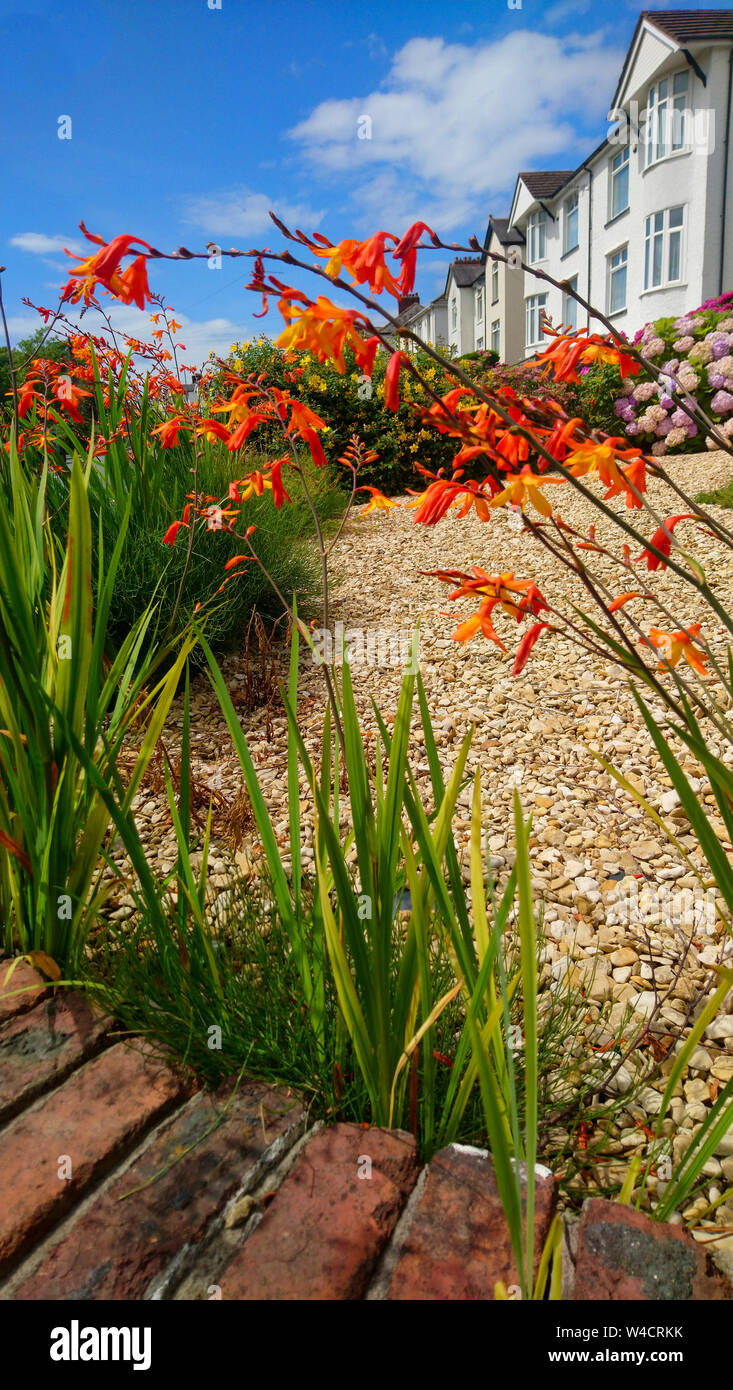 Street view of houses behind a garden with bright orange Lucifer flowers blooming on a sunny day. Stock Photo
