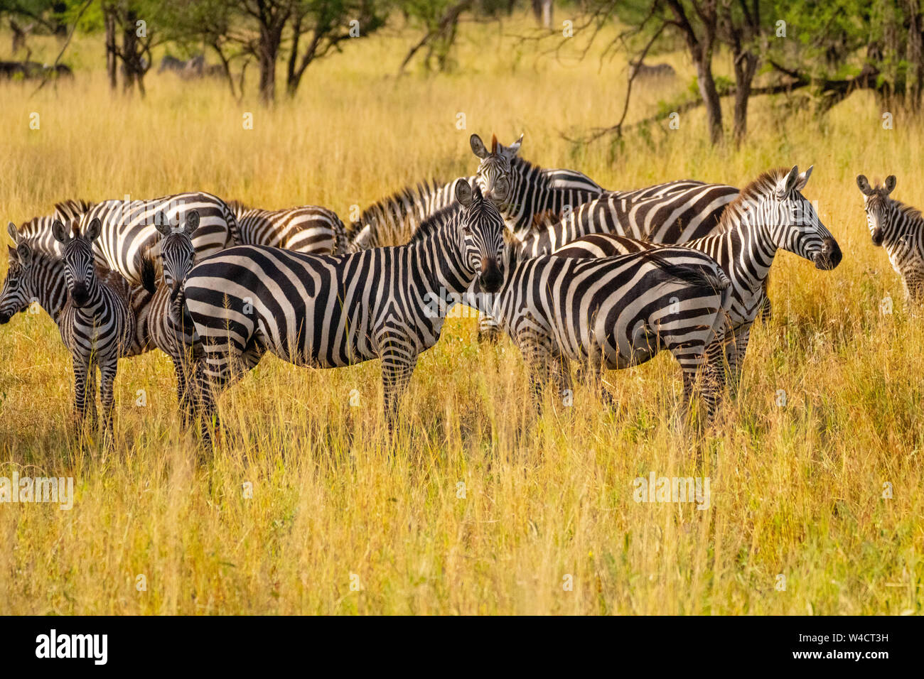 Annual migration of over one million white bearded (or brindled) wildebeest and 200,000 zebras at Serengeti National Park, Tanzania, in Spring April Stock Photo