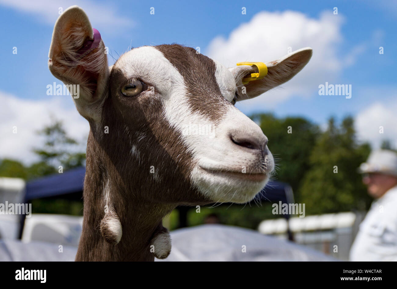 Head shot of a goat (Capra aegagrus hircus) at Llanfyllin village show, Wales Stock Photo