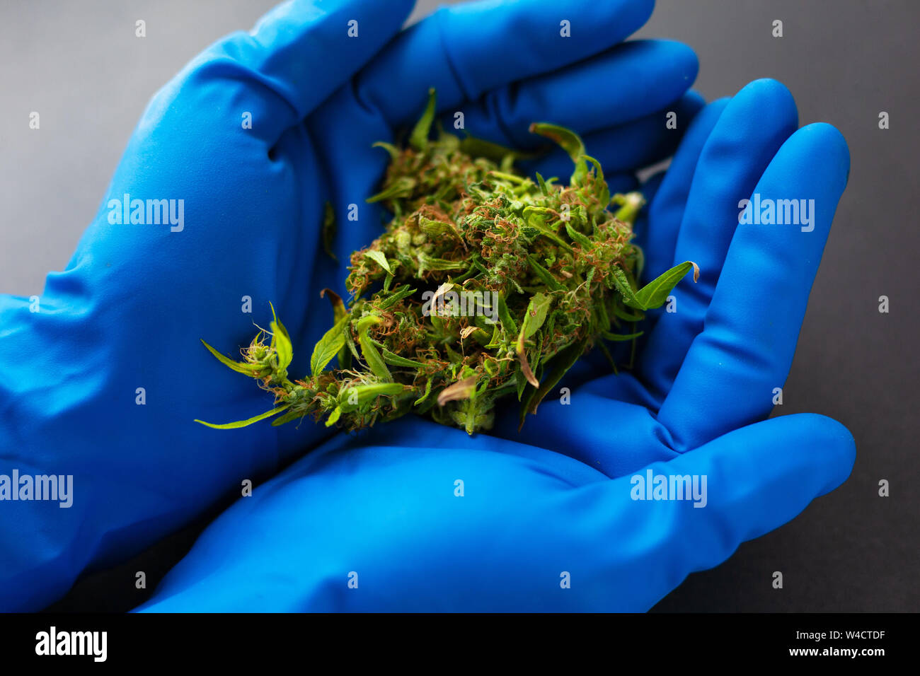 medical marijuana in the hands of a doctor in blue medical gloves. cannabis buds in the hands of a general practitioner Stock Photo