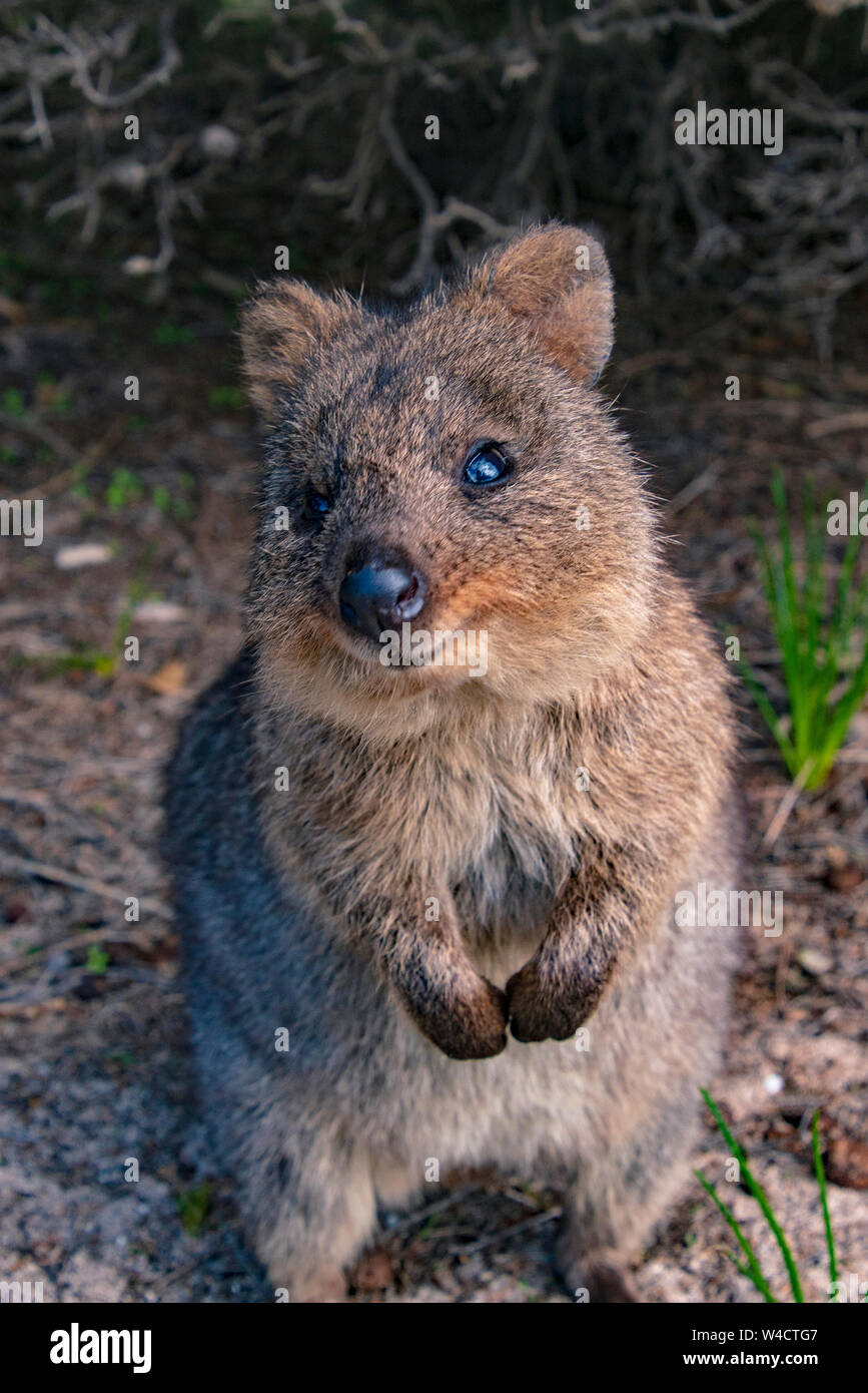 Quokka smiling hi-res stock photography and images - Alamy