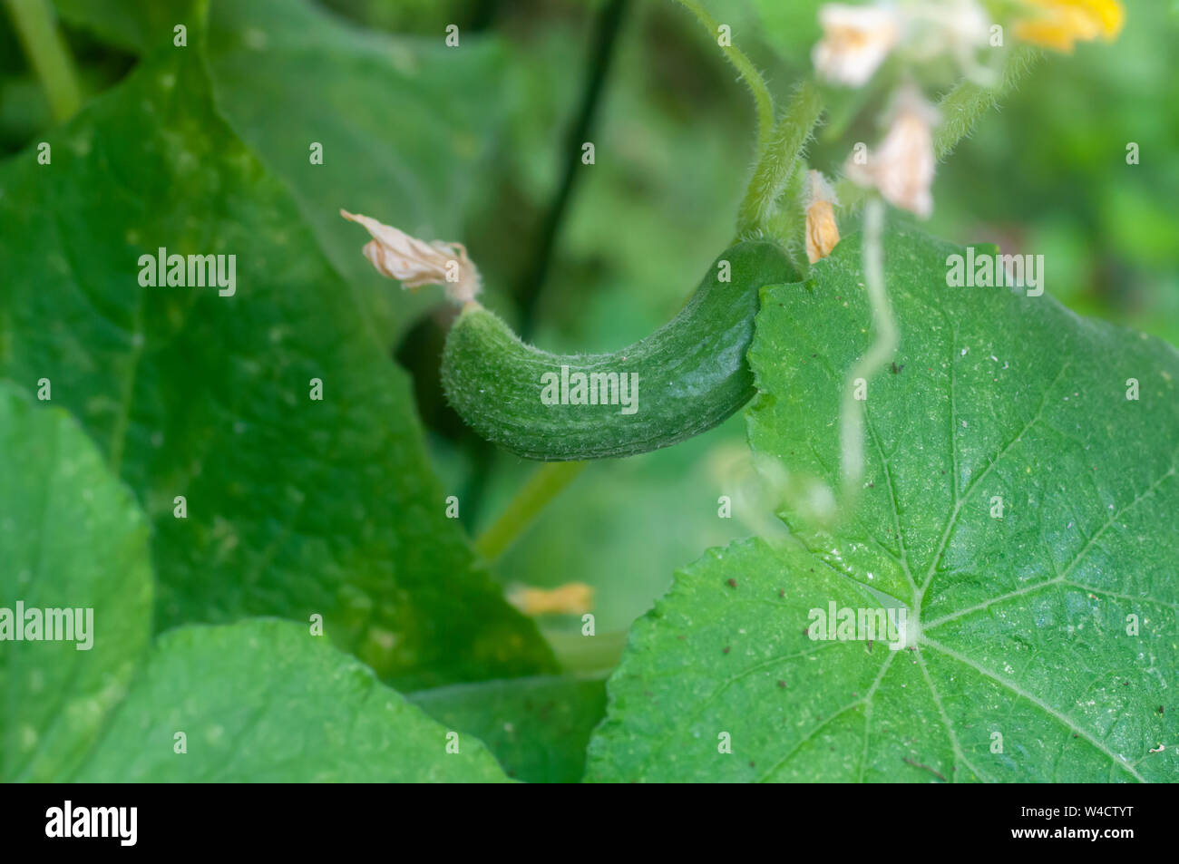Full grown cucumber on a plant in an urban vegetable garden. Photographed in Israel in July Stock Photo