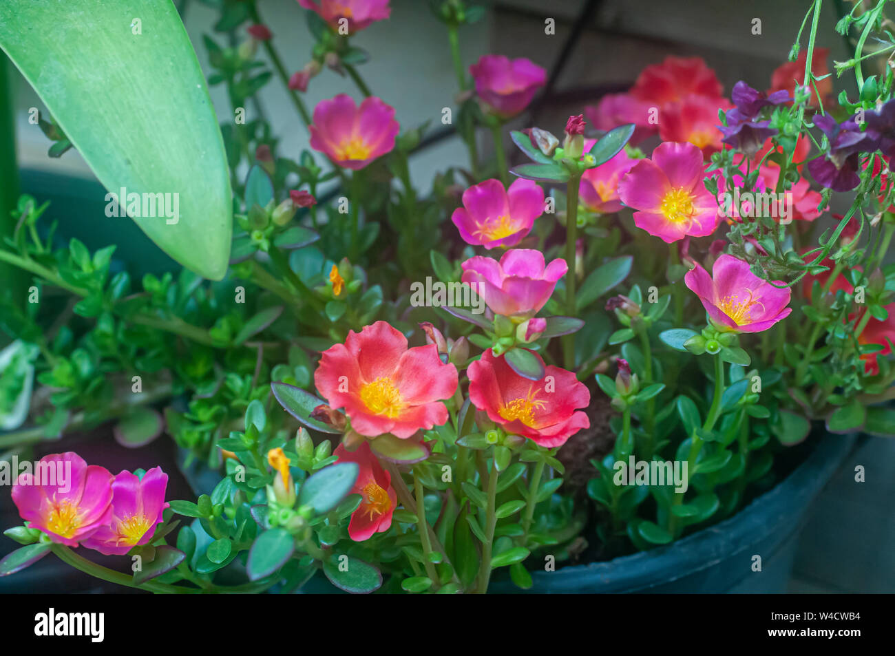Sun plant (Portulaca). Closeup of pink and orange flowers. in  a garden. Photographed in Israel in July Stock Photo