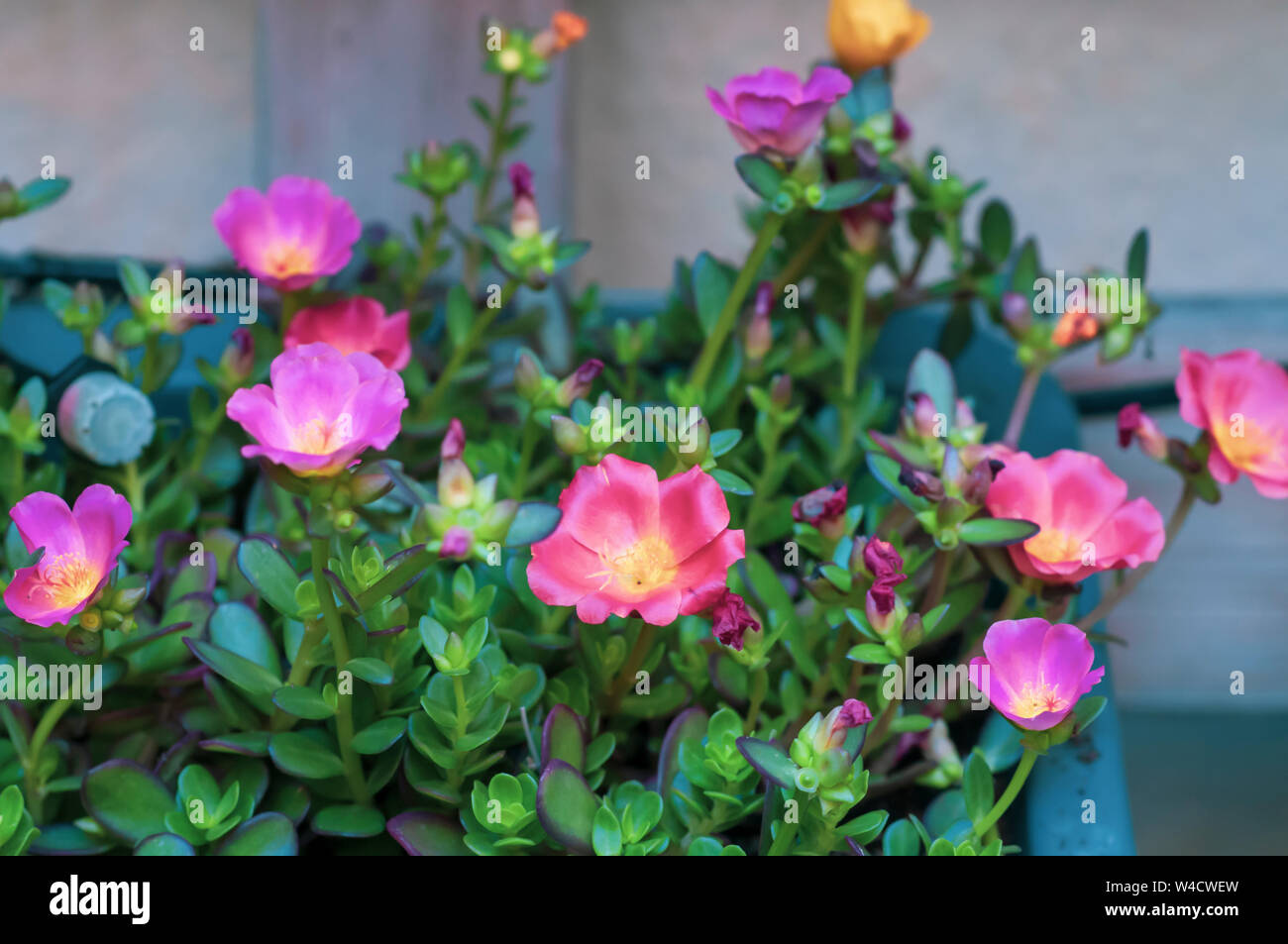 Sun plant (Portulaca). Closeup of pink and orange flowers. in  a garden. Photographed in Israel in July Stock Photo