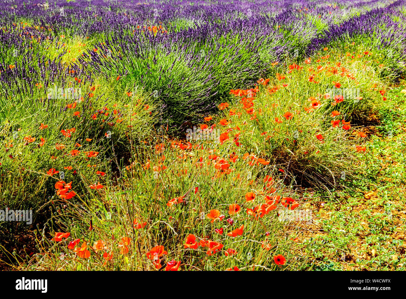 Poppy flowers surrounded by blooming lavender, Montagnac. Provence-Alpes-Cote d'Azur, France. Stock Photo