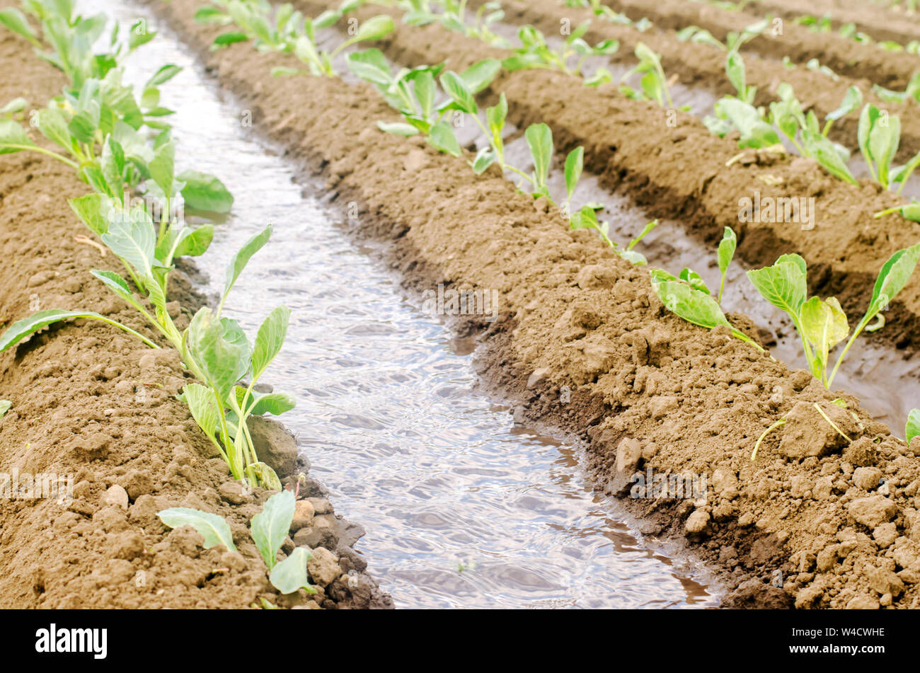 Irrigation of young cabbage in the field. Growing organic vegetables