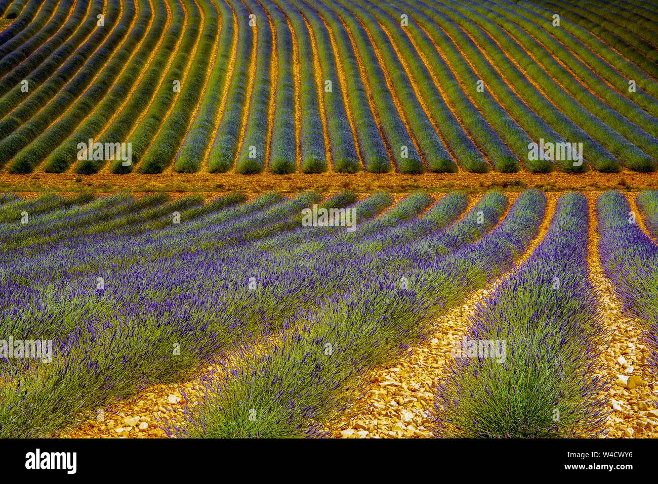 Fields covered with lavender in the Montagnac region. Provence-Alpes-Cote d'Azur, France. Stock Photo