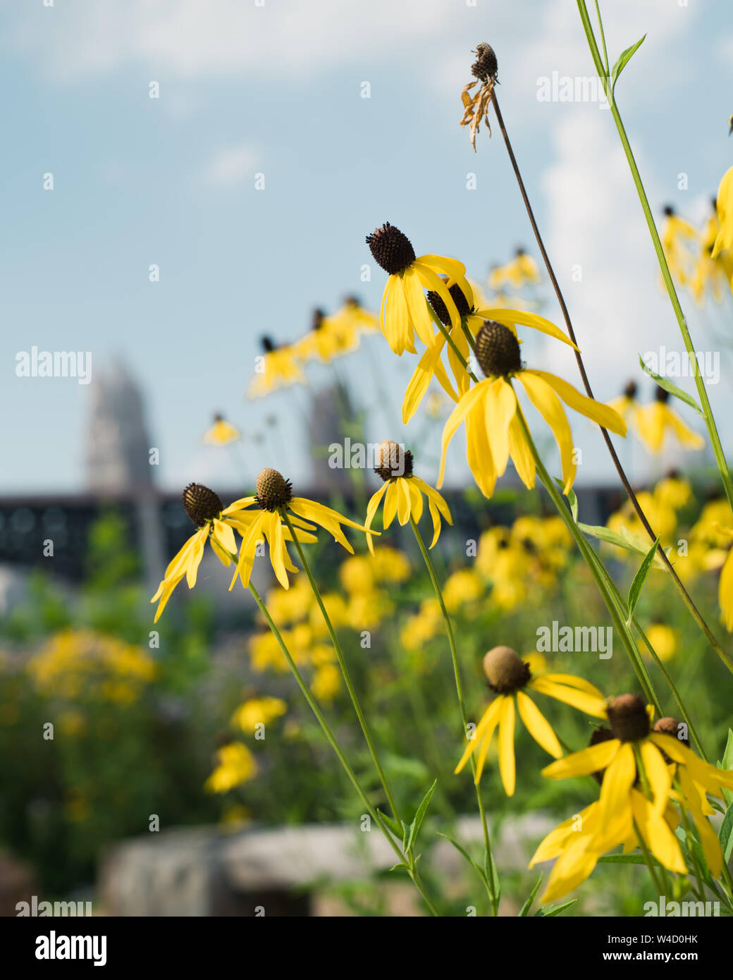 Flowers and blooms Stock Photo Alamy