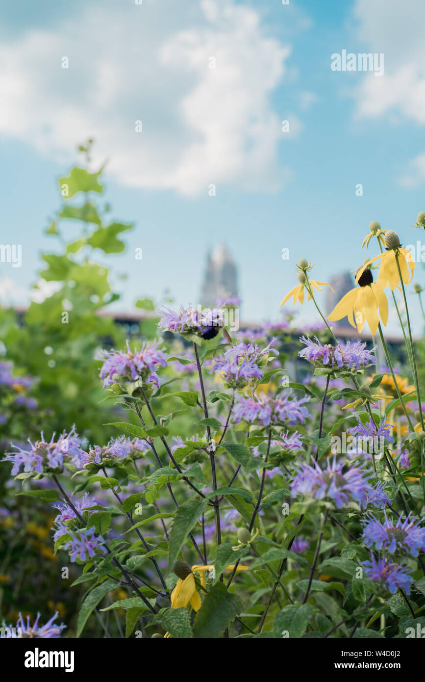 Flowers and blooms Stock Photo Alamy
